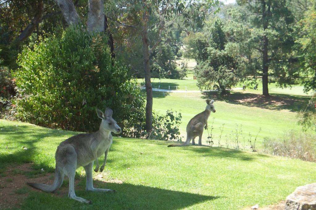 אלבורי Commercial Golf Resort מראה חיצוני תמונה